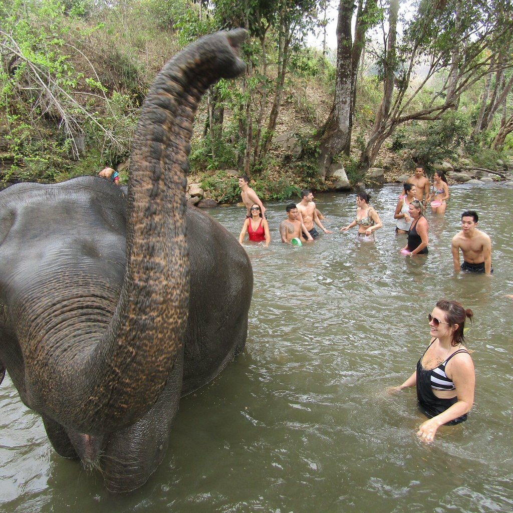Chiang Mai Elephant Jungle Sanctuary Full Day