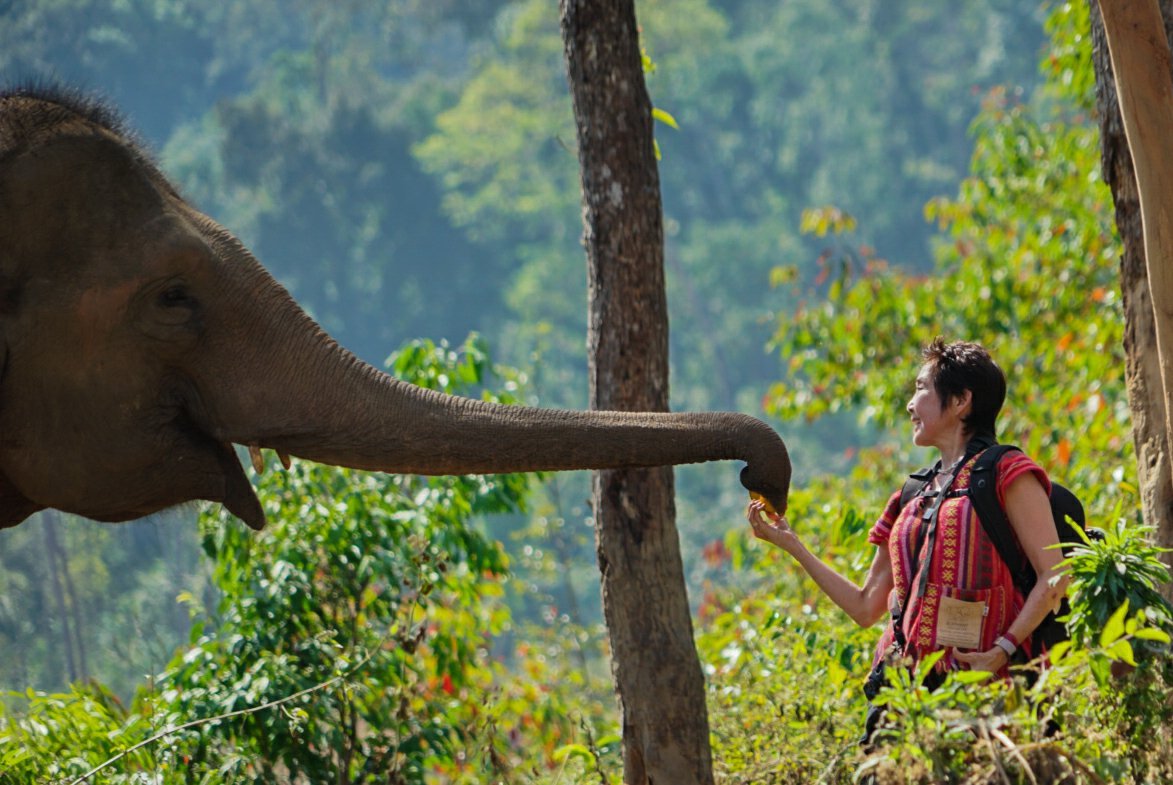 elephant special tours chiang mai