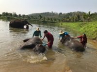 CHIANG MAI ELEPHANT RESCUE PARK